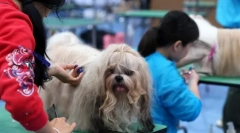 Ljepota u pseću: pekingese malachi